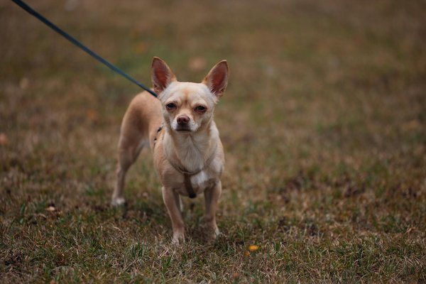 Essential guide to choosing the ideal car cover for your ferrari 488: protecting your prized possession from the elements